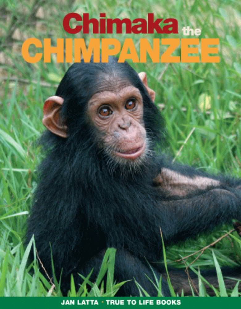 Chimaka the Chimpanzee