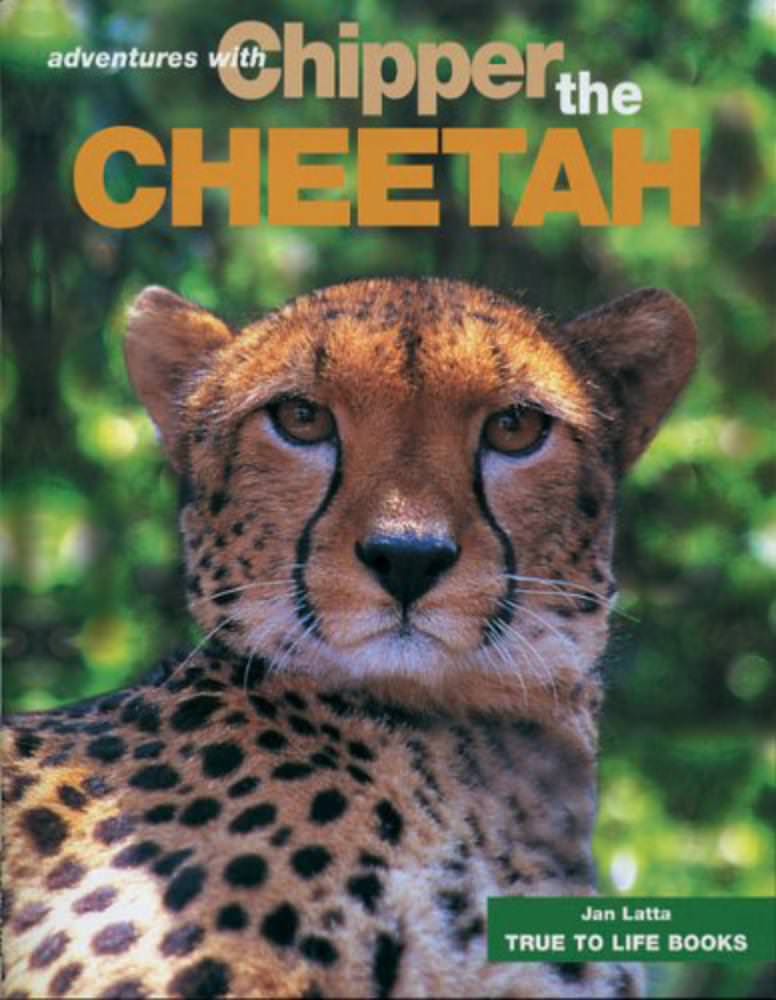 Chipper the Cheetah