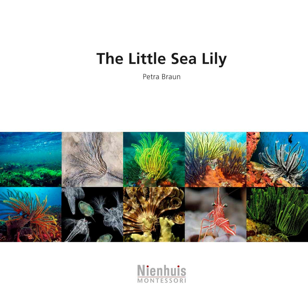 The Little Sea Lily