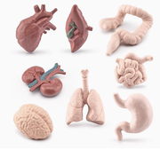 Human Internal Organs Parts Model — 8 Piece Set