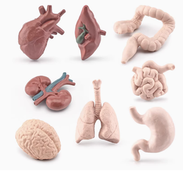 Human Internal Organs Parts Model — 8 Piece Set