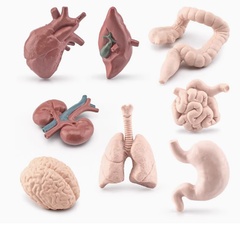 Human Internal Organs Parts Model — 8 Piece Set