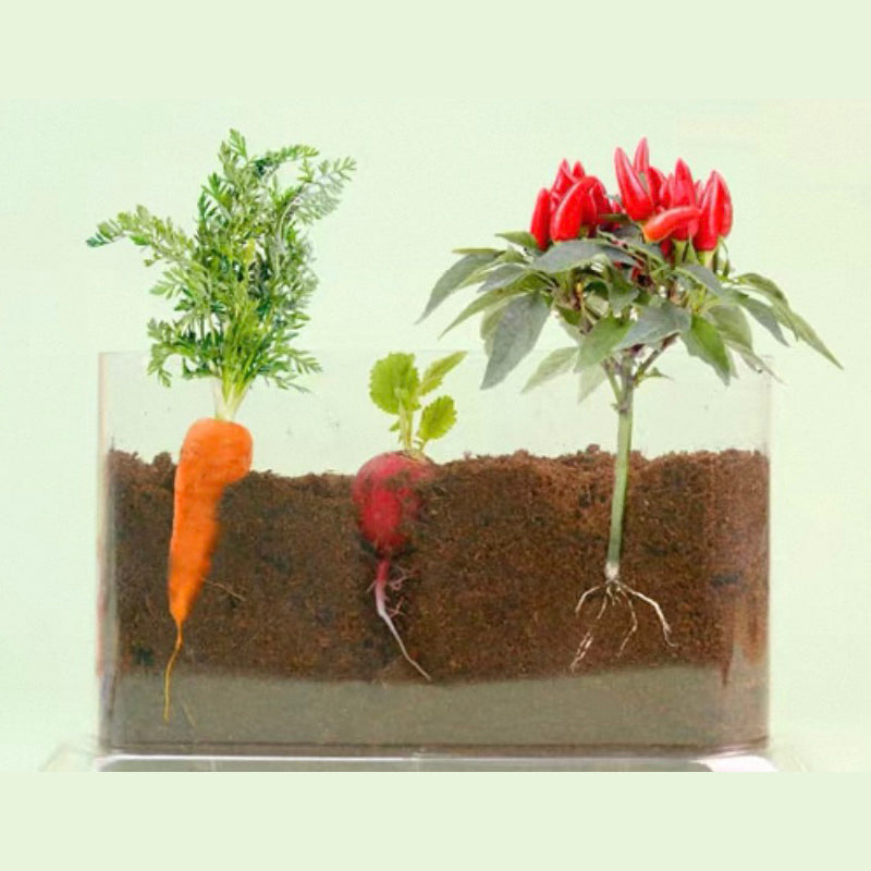 Plant Growth Observation Box — Clear Acrylic