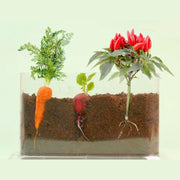 Plant Growth Observation Box — Clear Acrylic