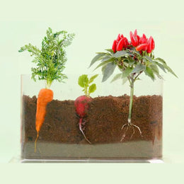 Plant Growth Observation Box — Clear Acrylic