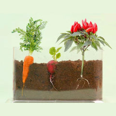 Plant Growth Observation Box — Clear Acrylic
